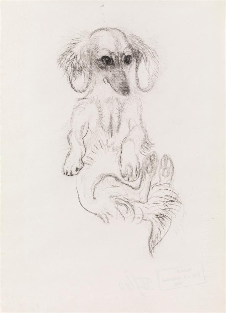 dachshund